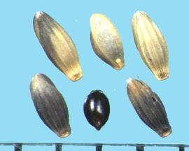  Glyceria striata.  Florets with a smooth caryopsis and the lemma is constricted near the base. 