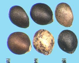  Hedeoma pulegioides.  Nutlets with a large, V-shaped hilum. 