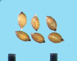  Juncus torreyi.  Rectangularly reticulated seeds with a dark lobe on the radicle end. 