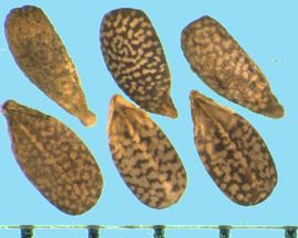  Lamium amplexicaule.  Black nutlets with brown mottling. 