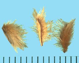  Larrea tridentata.  The fruit splits into five indehiscent, one-seeded nutlets. 