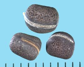  Lathyrus sylvestris.  Seeds with a long, linear hilum. Photo courtesy of Colorado State University, Department of Soil and Crop Sciences.