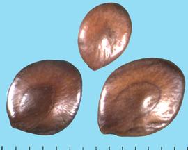  Leucaena retusa.  Seeds with a strong circular line between the margin and the seeds' flat center. 
