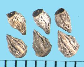  Buglossoides arvensis.  Nutlets are longitudinally warty with a smooth dome on the apex. 