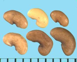  Medicago murex.  Seeds with a sharp hilum indentation at the radicle lobe end. 