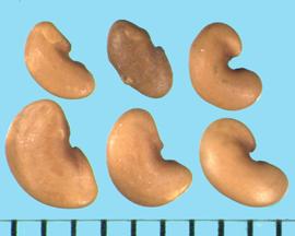  Medicago rigidula.  Seeds with a weak line between the radicle and cotyledon lobes. 