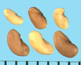  Medicago tenoreana.  Seeds with the hilum in the middle of the concave margin. 