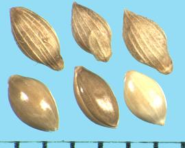  Dichanthelium clandestinum.  Florets are shiny with fine reticulations, with strongly ribbed glumes and sterile lemmas. 
