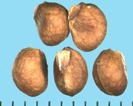  Pavonia lasiopetala.  True seeds with a sharp ridge following the center of the rounded part of the margin. 