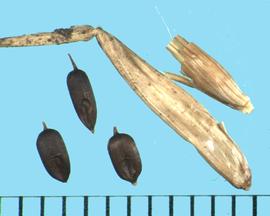 Pennisetum clandestinum.  Caryopses with florets. 