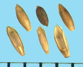  Puccinellia distans.  Florets with a dark brown caryopsis with a striate surface. 
