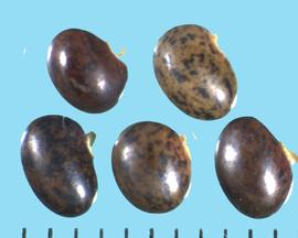  Robinia hispida  var . fertilis.  True seeds with a white hilum and chalaza. 