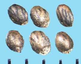  Satureja hortensis.  Nutlets that are broader near the base because of the attachment area. 