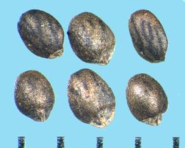  Satureja hortensis.  Nutlets that are broader near the base. 