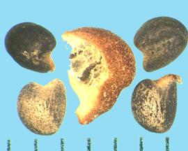  Malvella leprosa.  Carpels with the hilum in a cleft, and the radicle lobe is narrower and longer than the cotyledon lobe. 