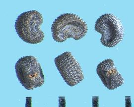  Silene gallica.  True seeds with tubercles in rows that are elongate and radiating toward the hilum. 