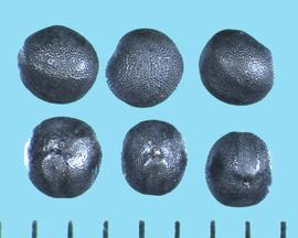  Vaccaria hispanica.  True seeds that are totally round with only a trace of cells forming a line half the way around the seed. 