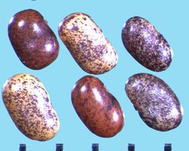  Alysicarpus vaginalis.  Oblong, speckled seeds. 