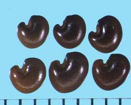  Crotalaria sagittalis.  Seeds with a slight hook in the radicle lobe. 