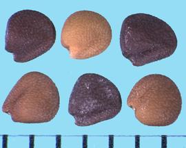  Medicago orbicularis.  Seeds with a deep groove between the radicle and the cotyledon lobes, with the hilum at the tips of the radicle. 
