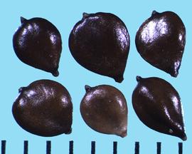 Bolboschoenus maritimus.  Achenes with no bristles. 