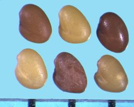  Trifolium nigrescens.  True seeds with a small hump on the cotyledon side above the hilum. 
