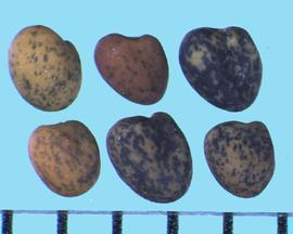  Trifolium africanum.  True seeds with the hilum located between the radicle and coleoptile lobes. 