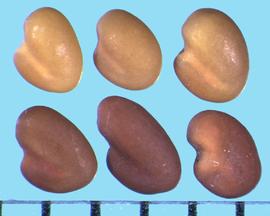  Trifolium ambiguum.  True seeds with a light colored line on the side of the seed between the radicle and cotyledon lobes. 