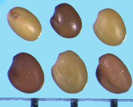  Trifolium arvense.  True seeds that have a surface that is covered with small, uniformly spaced dots. 