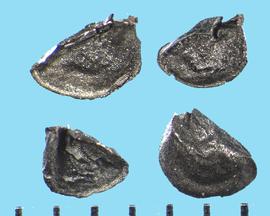  Allium fistulosum . Wedge-shaped seed with one flat surface. 