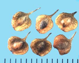  Anemone canadensis.  Wing surrounds the center seed container.