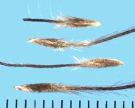  Pulsatilla patens  ssp.  patens.  Long, narrow apical style. 