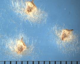  Anemone virginiana.  True seeds are covered with long, fine hairs. 