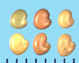  Astragalus cicer.  Color lighter on the lateral sides of the hilum.