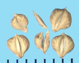  Beckmannia syzigachne.  Spikelets with large bulbous glumes.