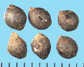  Belamcanda chinensis.  Seeds are black with brown mottling.