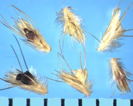  Bouteloua rothrockii.  The sterile floret has remnants of a lemma and palea and well-developed awns.