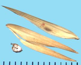  Bromus catharticus  var.  catharticus.  Thick florets with conspicuous longitudinal nerves on the lemma. 