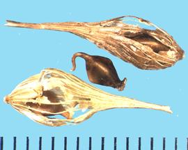  Carex lupulina.  Achene with a strong, persistent style.