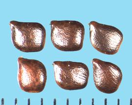  Chamaecrista nictitans.  Seeds' surface is covered with checks or fine cracks. 