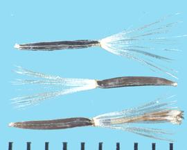  Chromolaena odorata.  Achenes are black with a white scar, pappus, and ribs. 