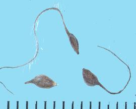  Clematis orientalis.  Achenes with a long, hairy apical awn. 