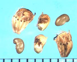  Dalea candida.  Seeds with a fruit coat and calyx that are often present.