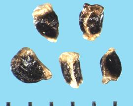  Delphinium bicolor.  Seeds are black with a gray-yellow edge. 