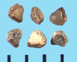  Cleretum bellidiforme.  The seed surface alternates between smooth and tuberculate patches. 