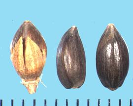  Ephedra nevadensis.  Achenes with calyx fragments that may be attached.