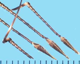  Erodium cicutarium.  Achenes with a long, spirally twisted beak with a terminal straight segment.