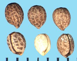  Euphorbia corollata.  Achenes with colors of various intensities from dark brown to near white.