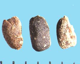  Geranium caespitosum.  Seeds with bases of reticulations that are minutely stippled. 