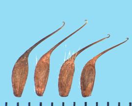  Geum   laciniatum.  Achenes with some moderately long hairs on the surface, especially at the base of the styles. 